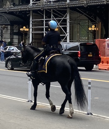 police horse nyc
